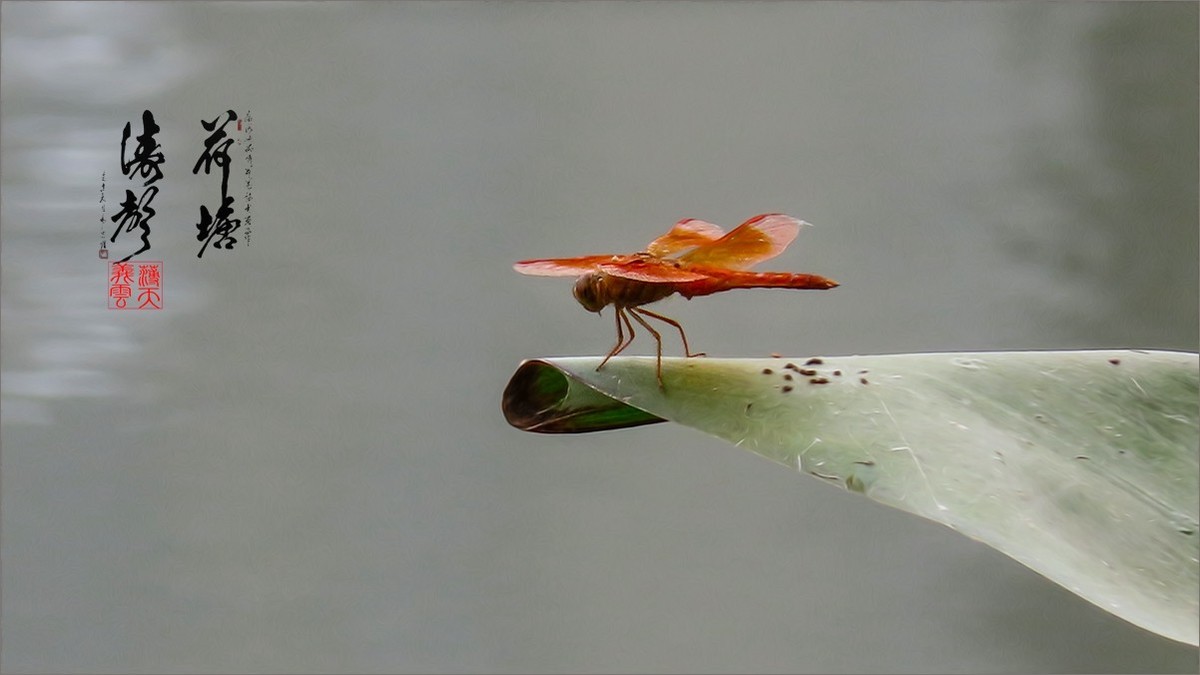 2024《荷塘趣拍》