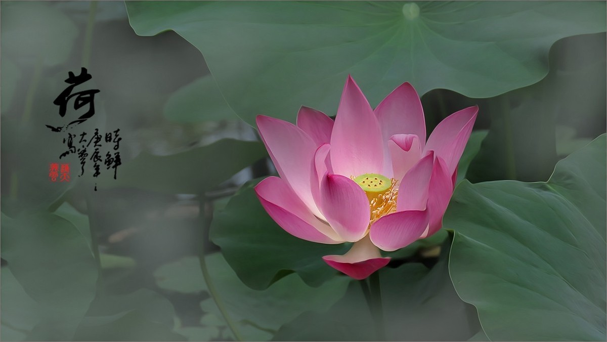 2024《荷塘趣拍》