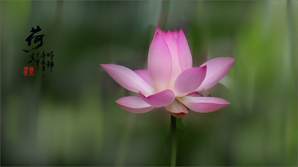 2024《荷塘趣拍》