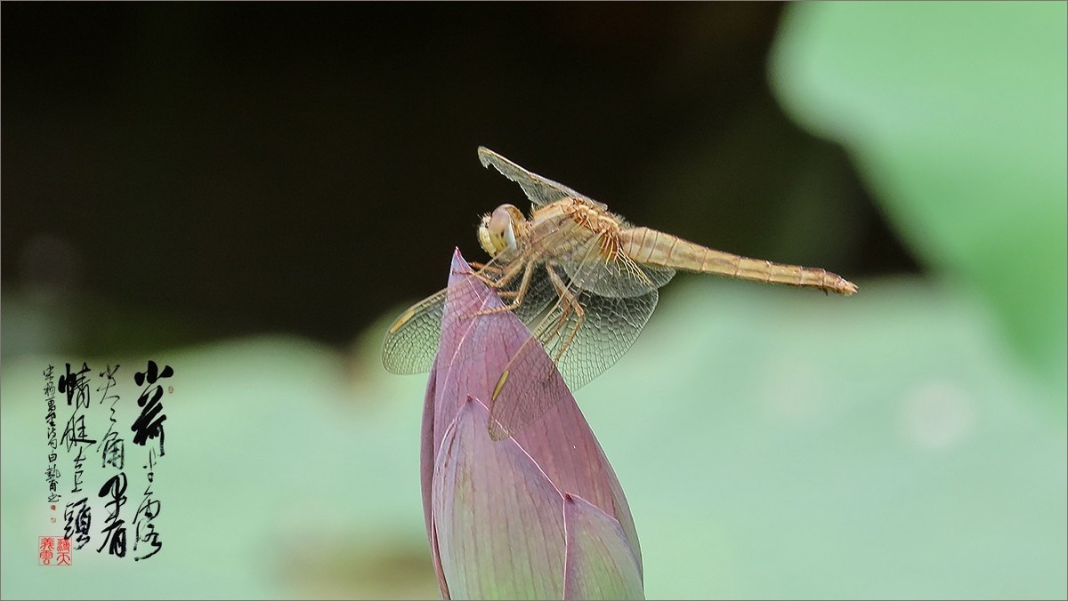 2024《荷塘趣拍》