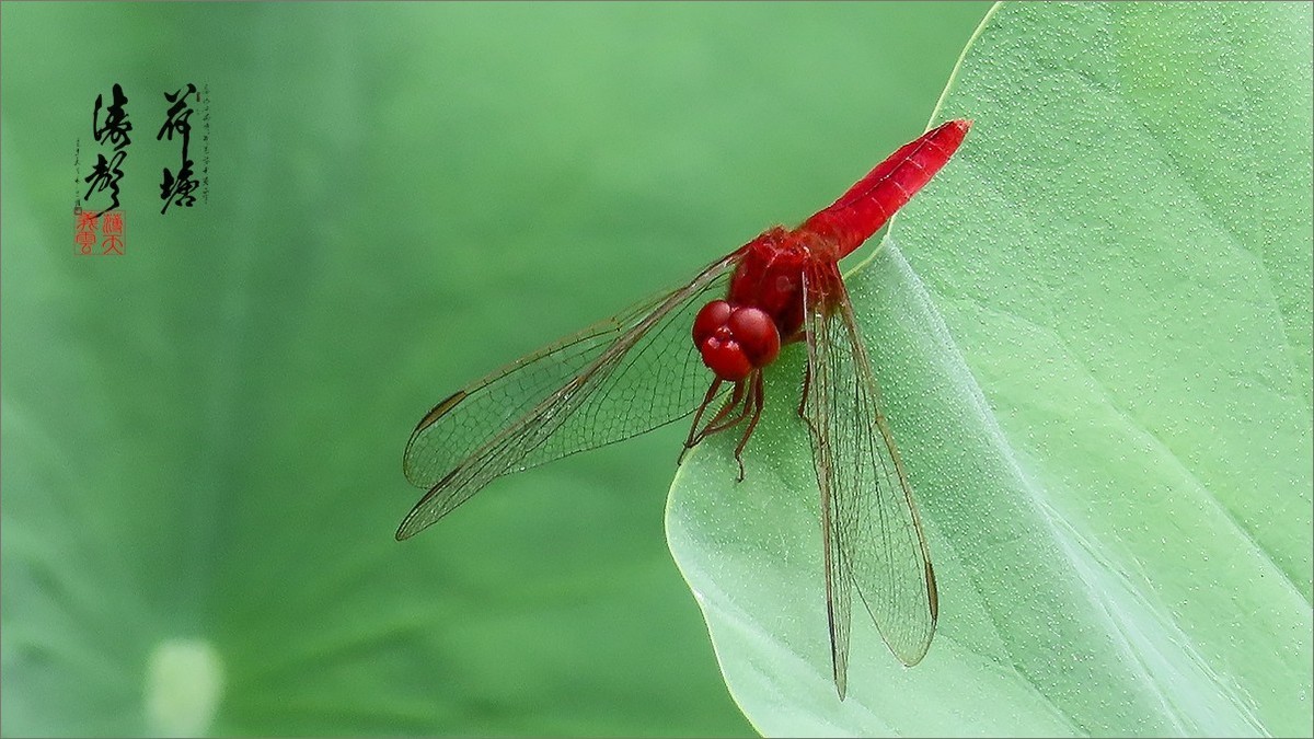 2024《荷塘趣拍》