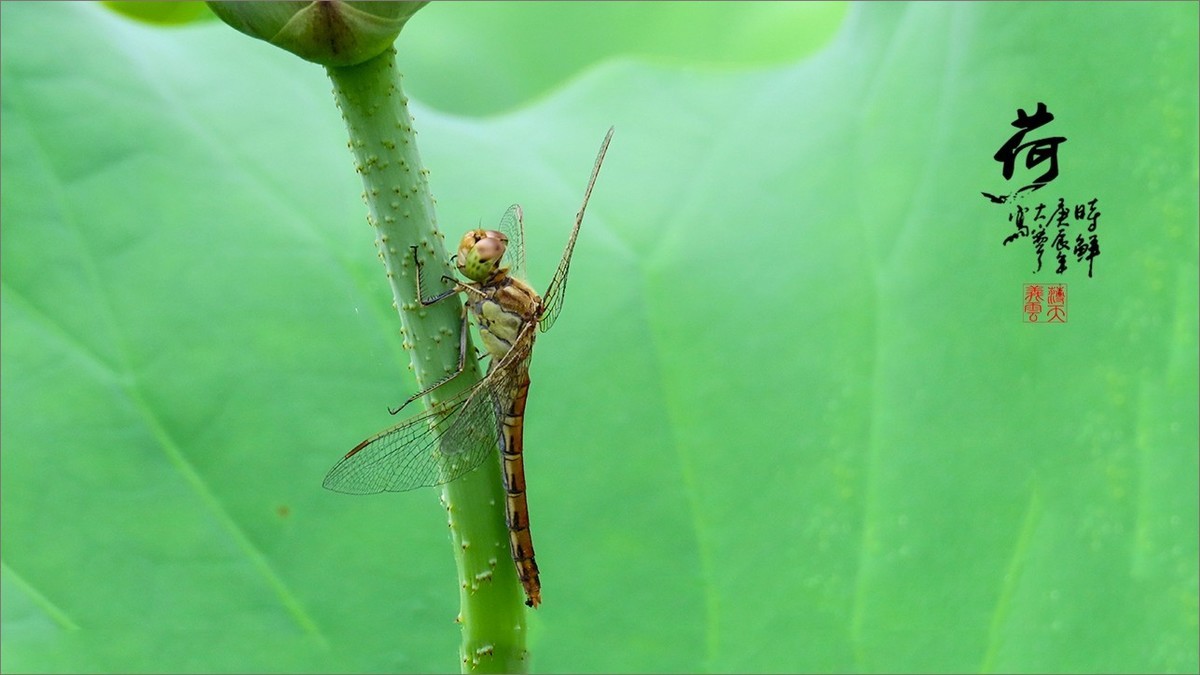 2024《荷塘趣拍》