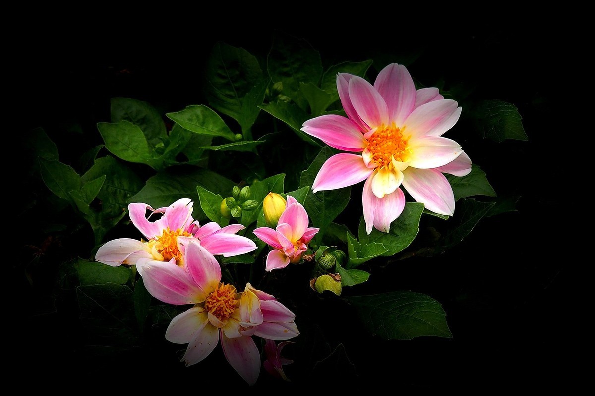 小丽花（续3）