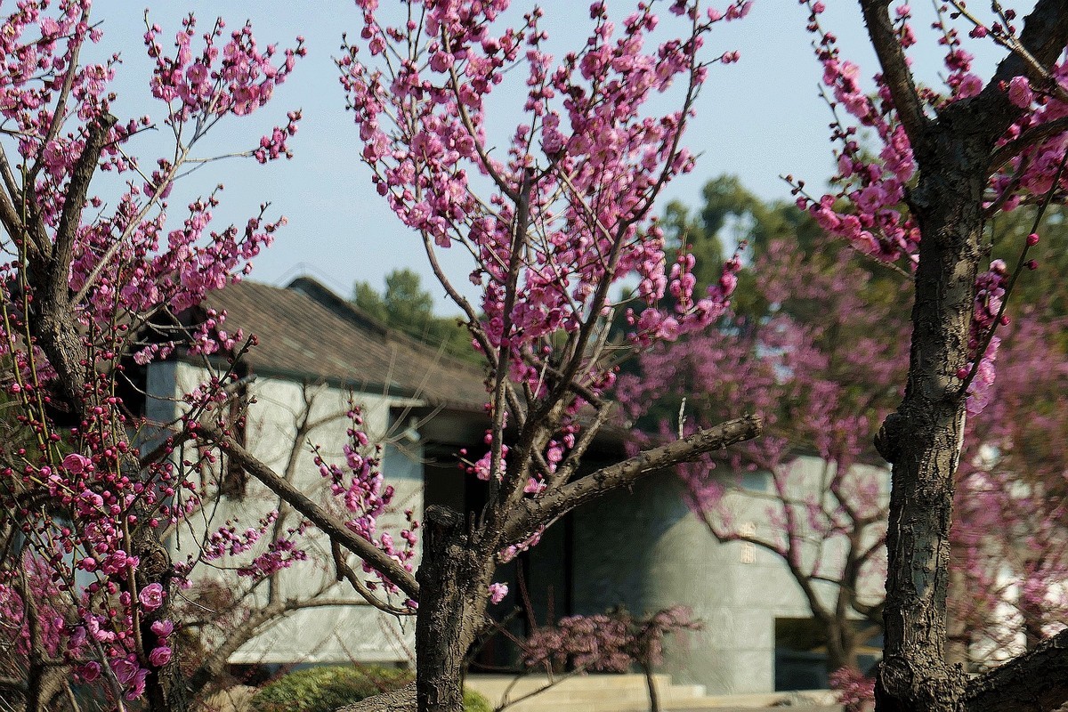 东湖梅花园十