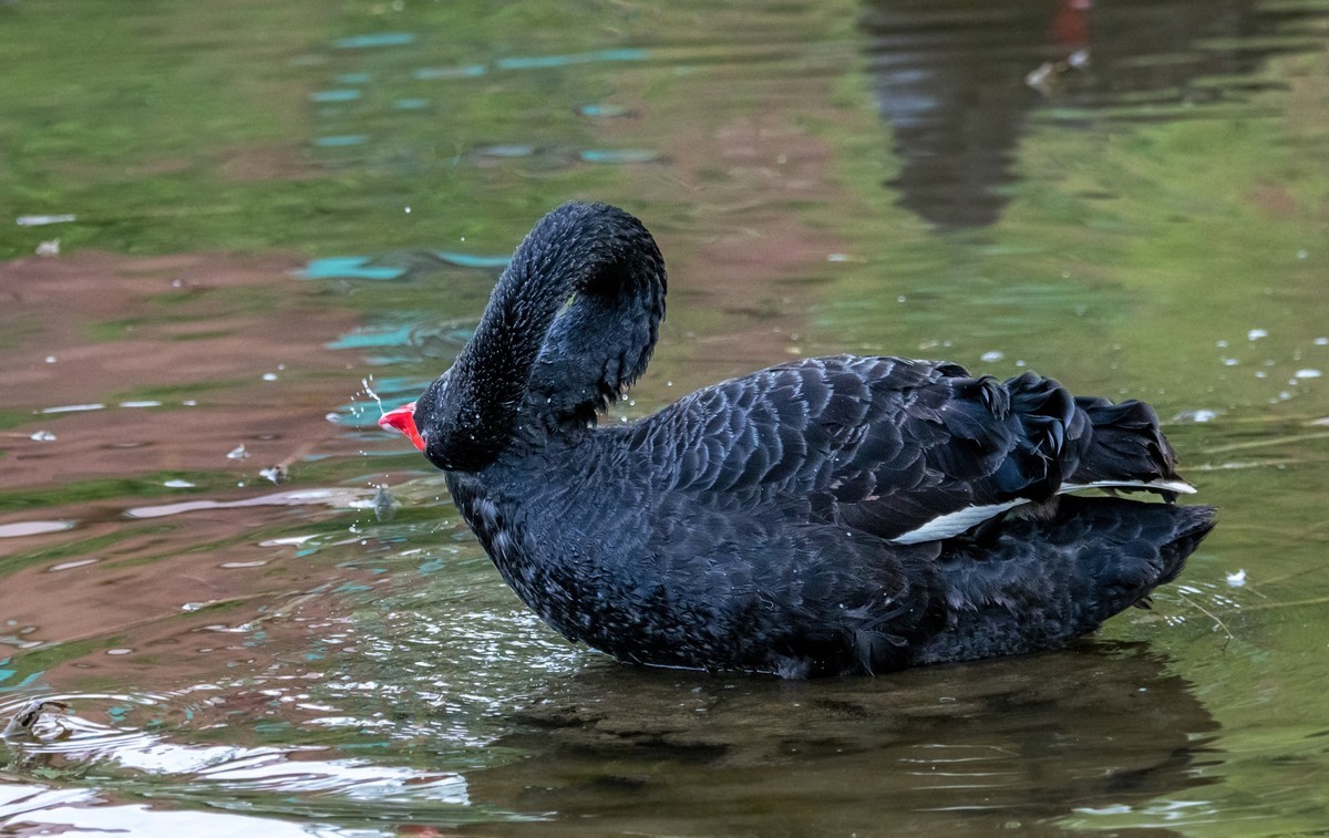 黑天鹅的一家子（十一）