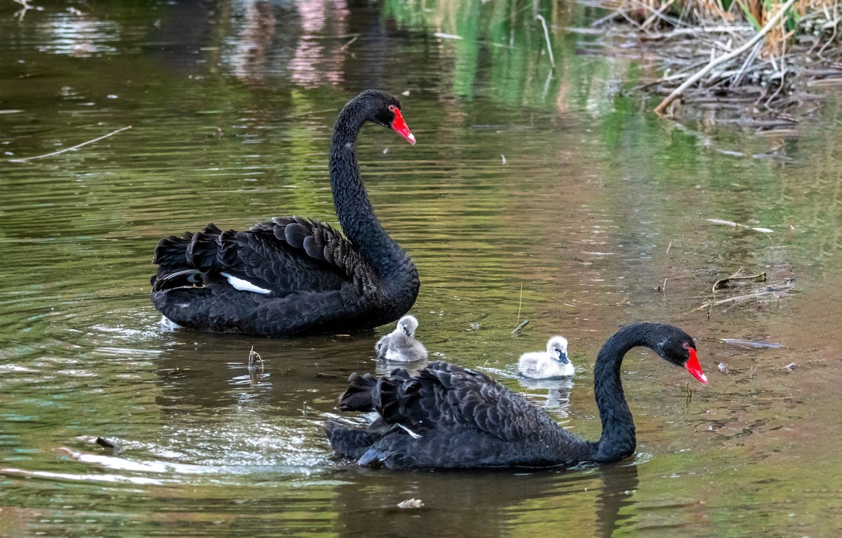黑天鹅的一家子（十一）