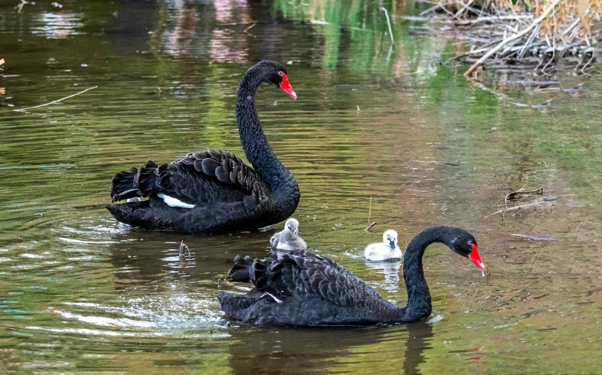 黑天鹅的一家子（十一）