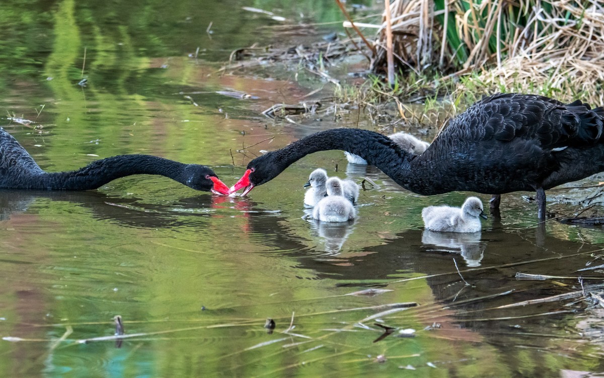 黑天鹅的一家子（十一）