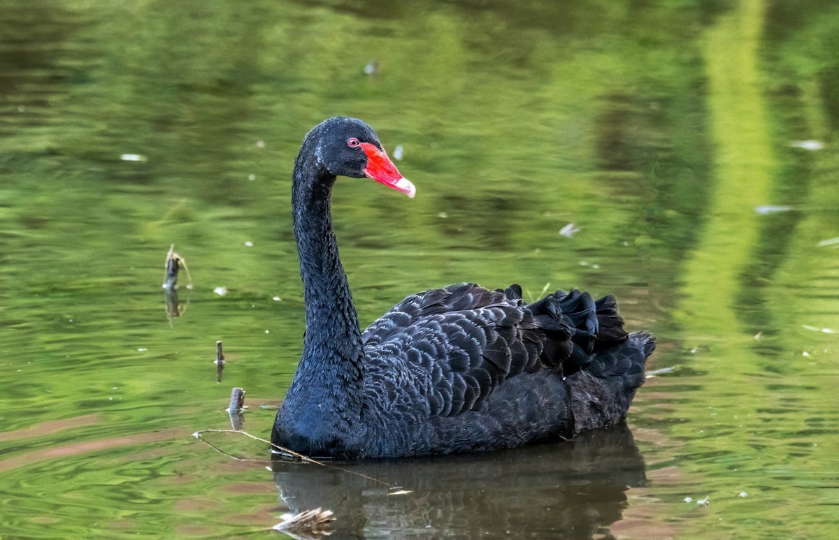 黑天鹅的一家子（十一）