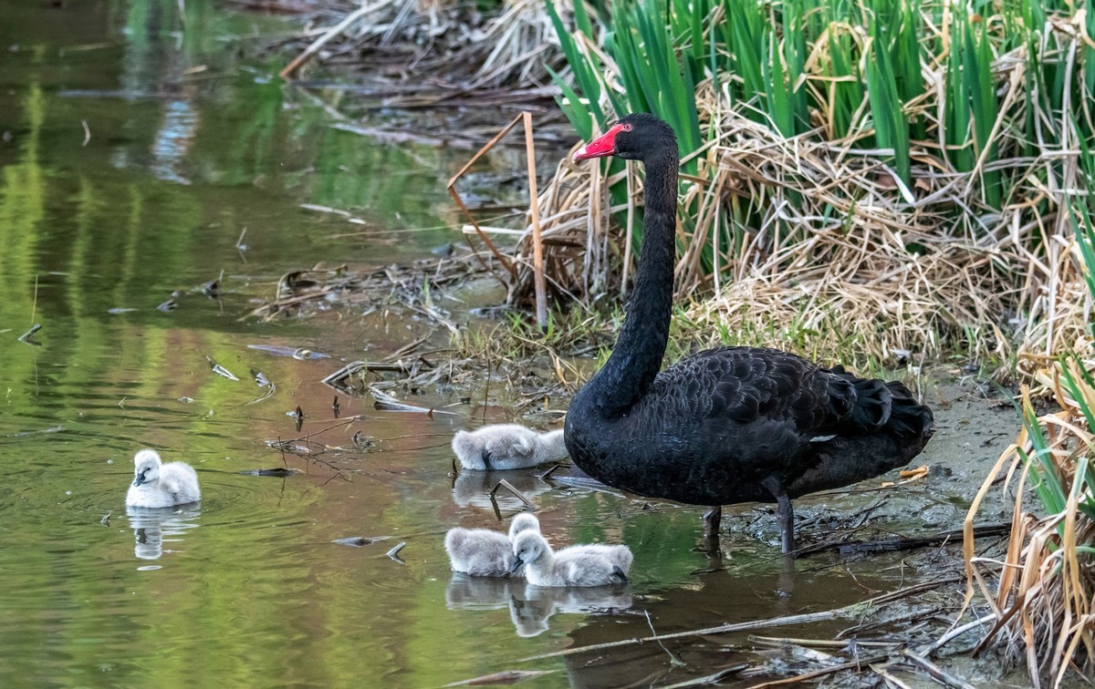 黑天鹅的一家子（十一）