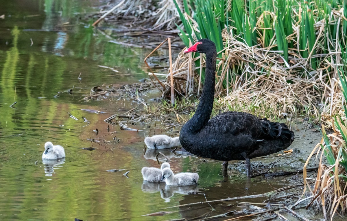 黑天鹅的一家子（十一）