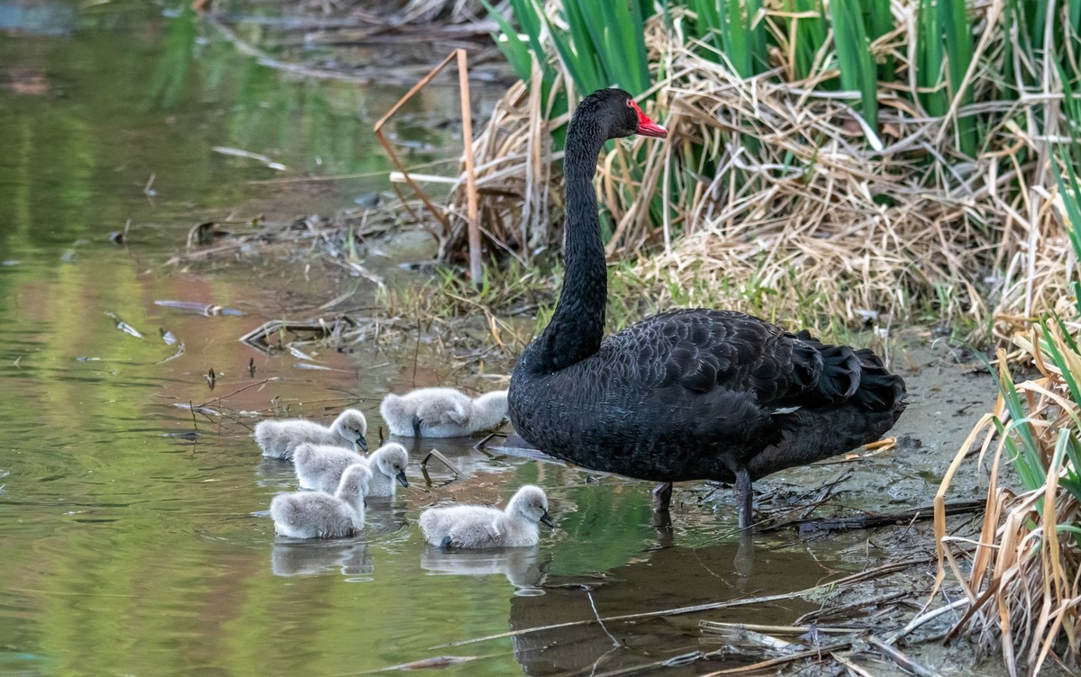 黑天鹅的一家子（十一）