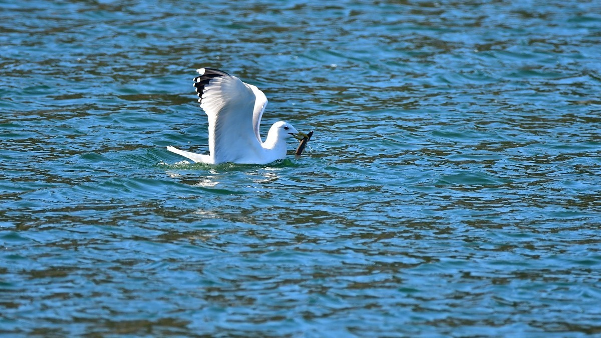 【视觉光影】银 鸥 飞 翔 （10）