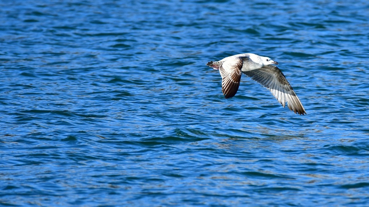 【视觉光影】银 鸥 飞 翔 （10）