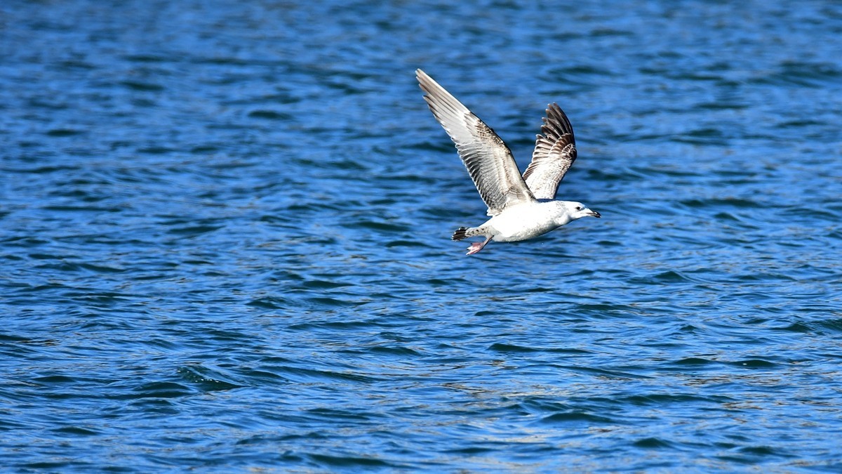 【视觉光影】银 鸥 飞 翔 （10）