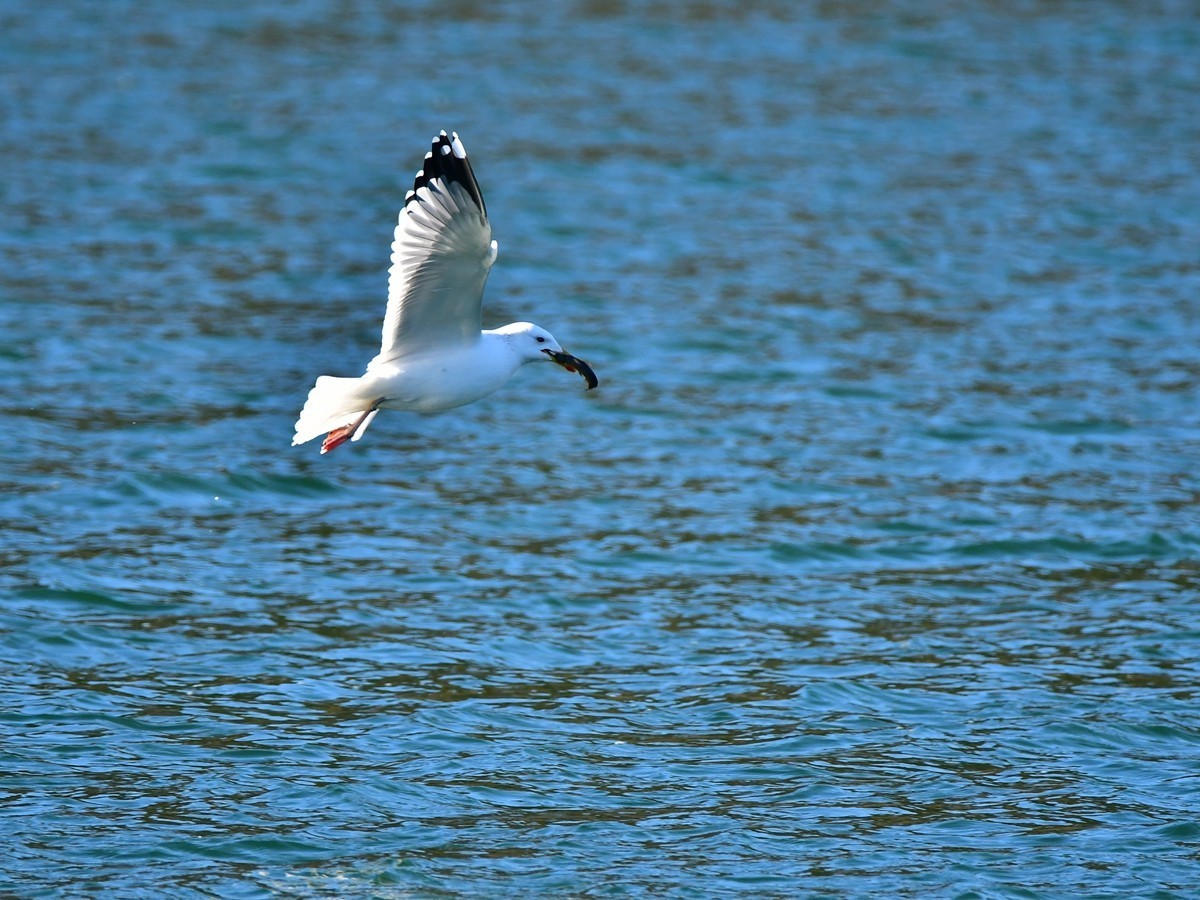 【视觉光影】银 鸥 飞 翔 （10）