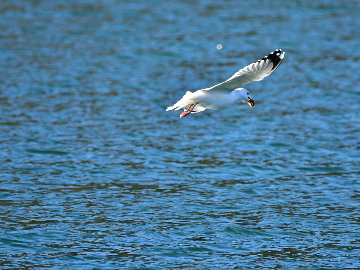 【视觉光影】银 鸥 飞 翔 （10）