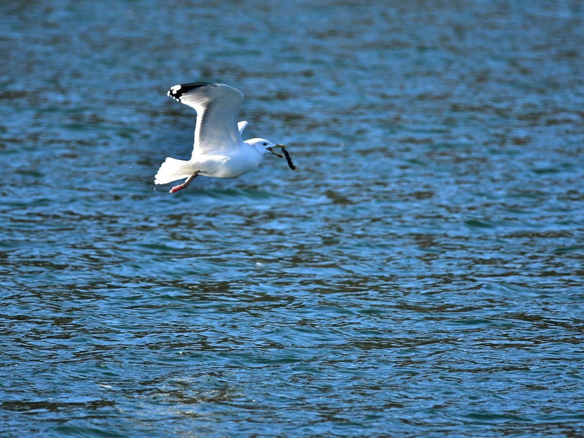 【视觉光影】银 鸥 飞 翔 （10）