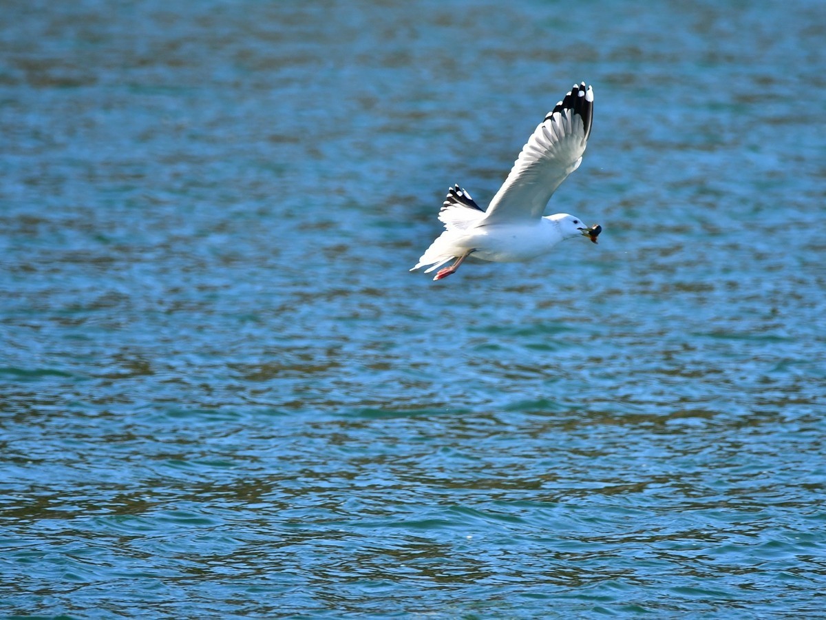 【视觉光影】银 鸥 飞 翔 （10）