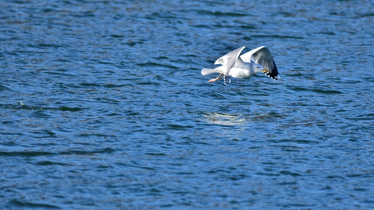 【视觉光影】银 鸥 飞 翔 （10）