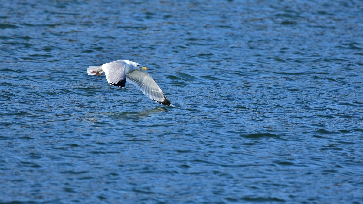 【视觉光影】银 鸥 飞 翔 （10）