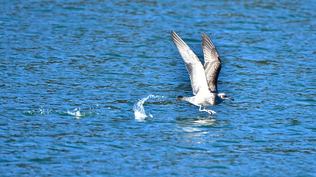 【视觉光影】银 鸥 飞 翔 （10）