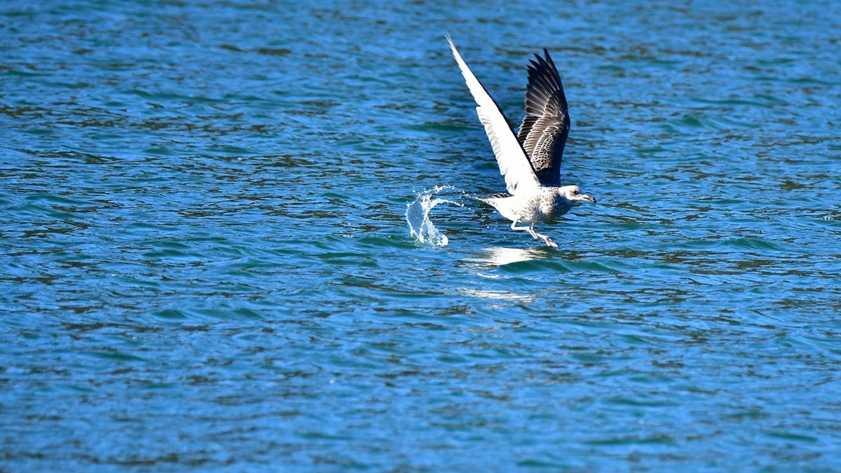 【视觉光影】银 鸥 飞 翔 （10）
