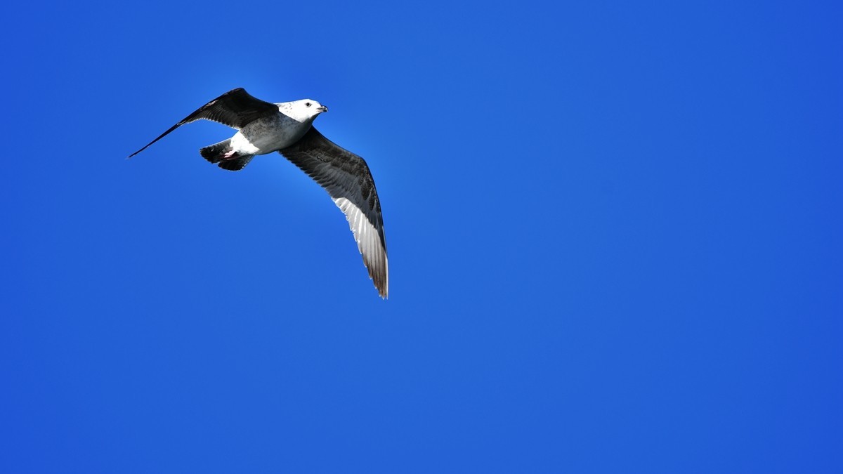 【视觉光影】银 鸥 飞 翔 （10）