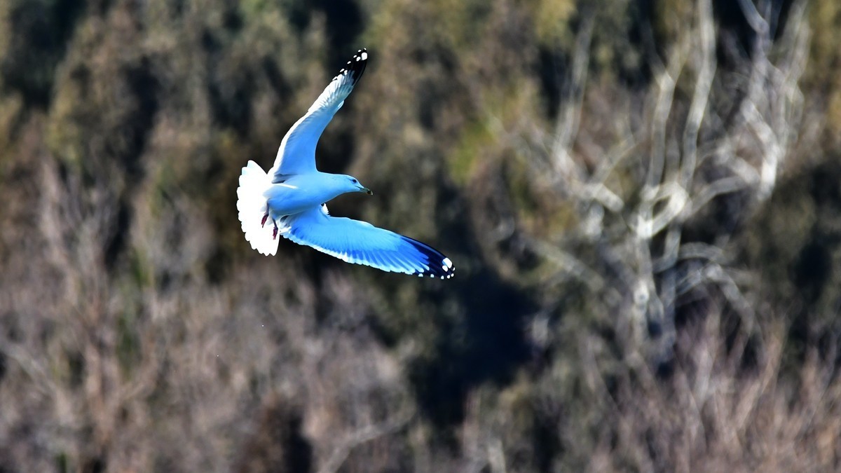 【视觉光影】银 鸥 飞 翔 （10）