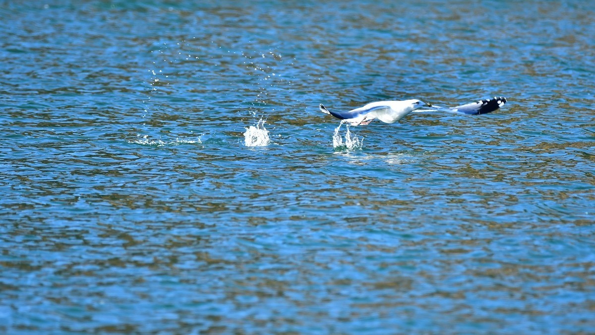 【视觉光影】银 鸥 飞 翔 （10）
