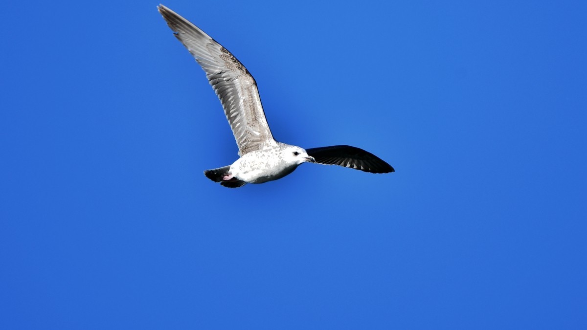 【视觉光影】银 鸥 飞 翔 （10）