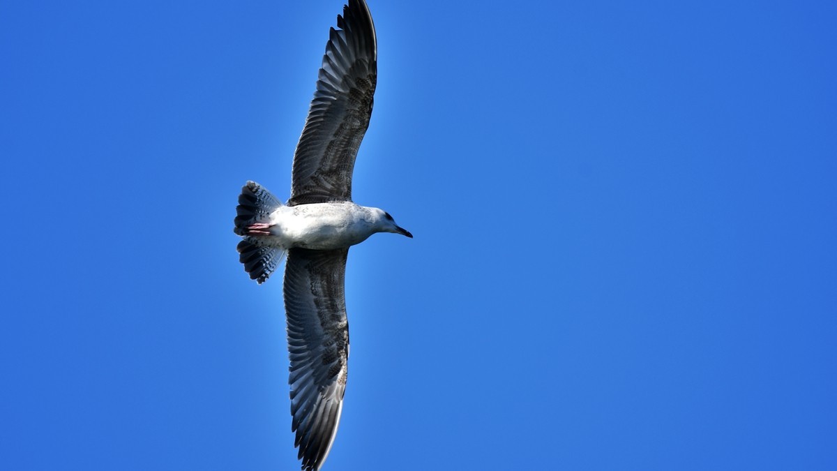 【视觉光影】银 鸥 飞 翔 （10）