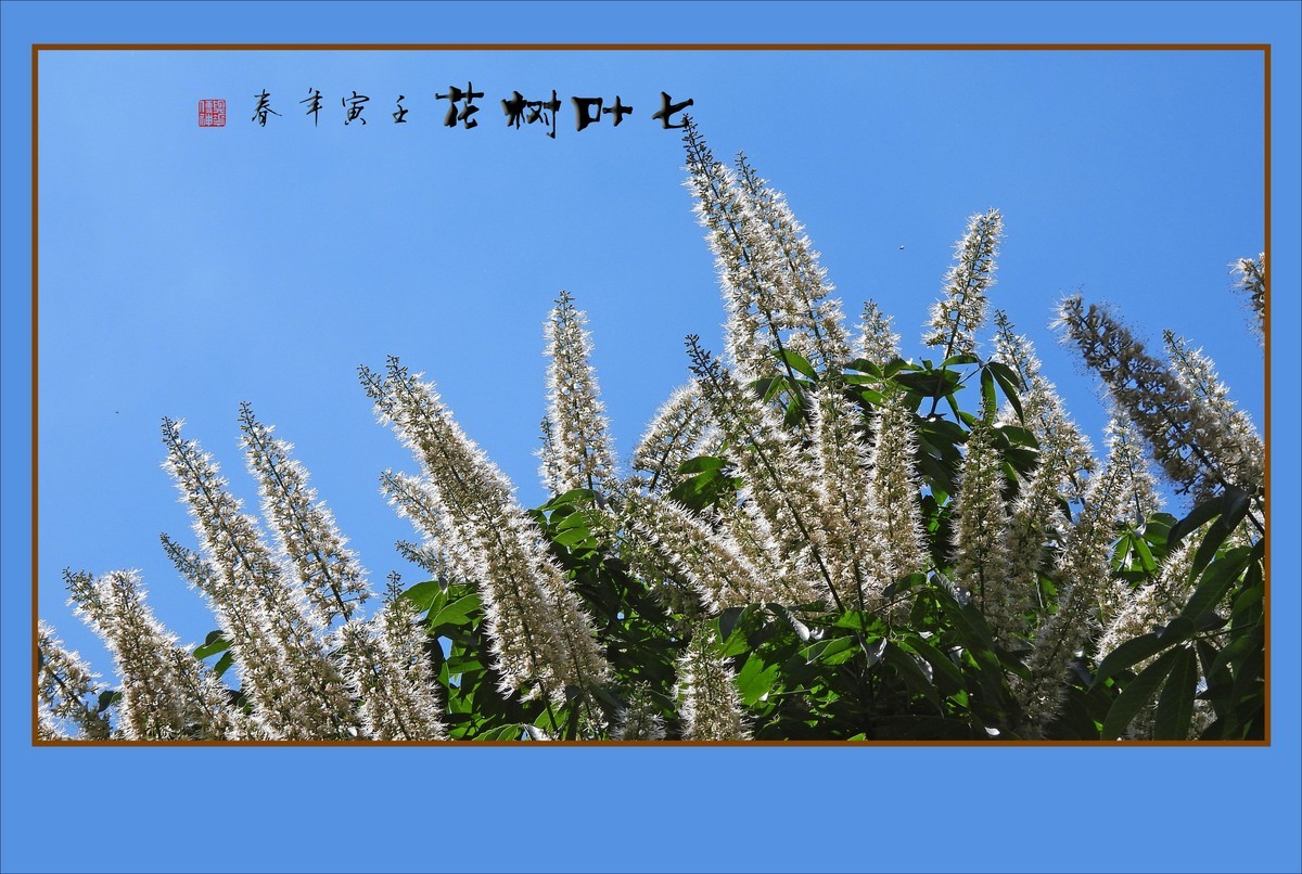 银丝如雪舞长蕊的七叶树花