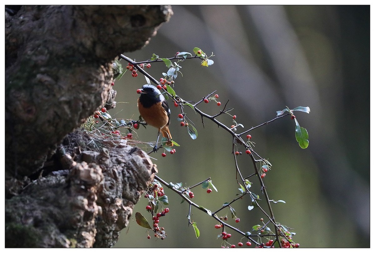 爱吃野果的红尾水驹（一）