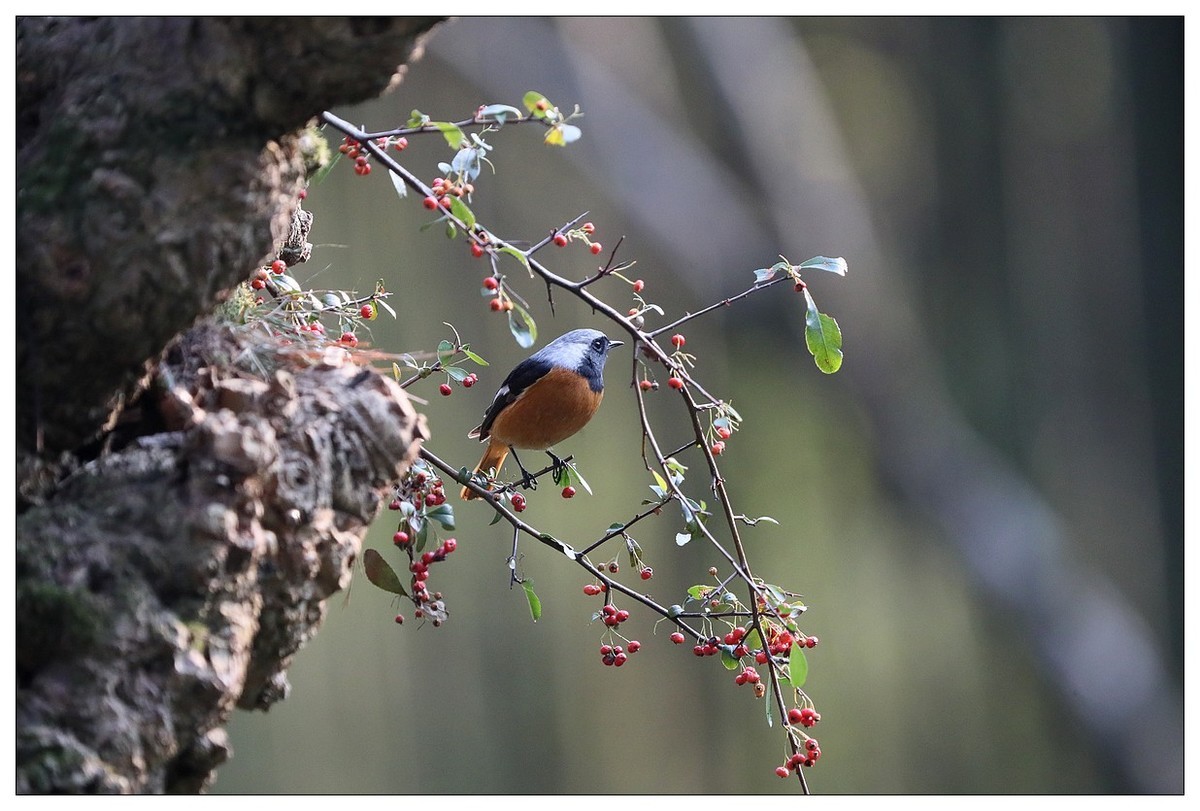 爱吃野果的红尾水驹（一）