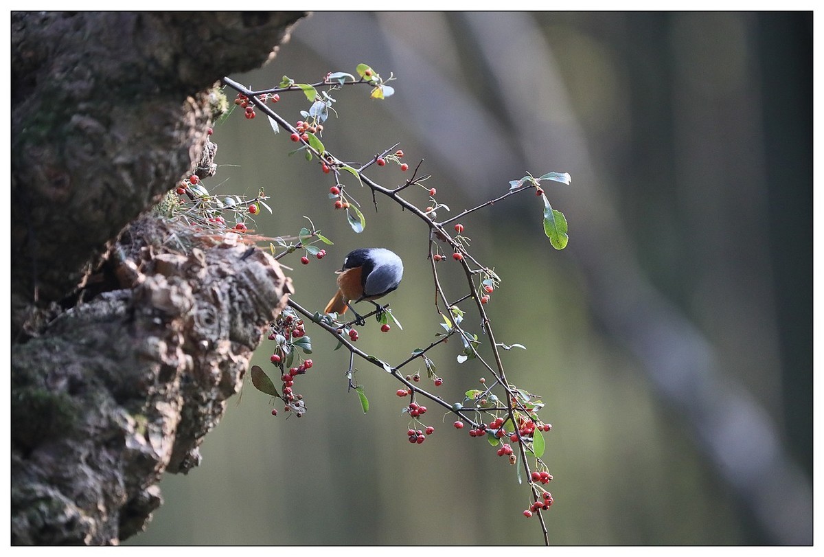 爱吃野果的红尾水驹（一）