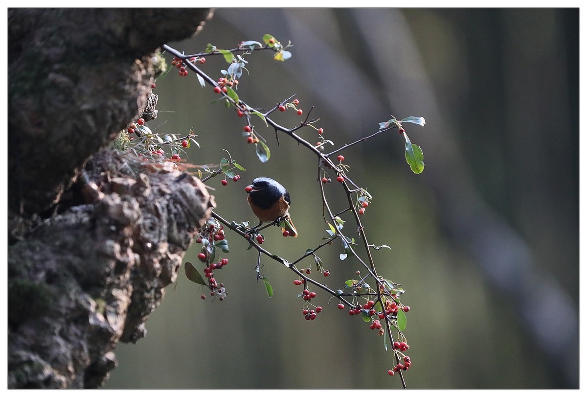 爱吃野果的红尾水驹（一）
