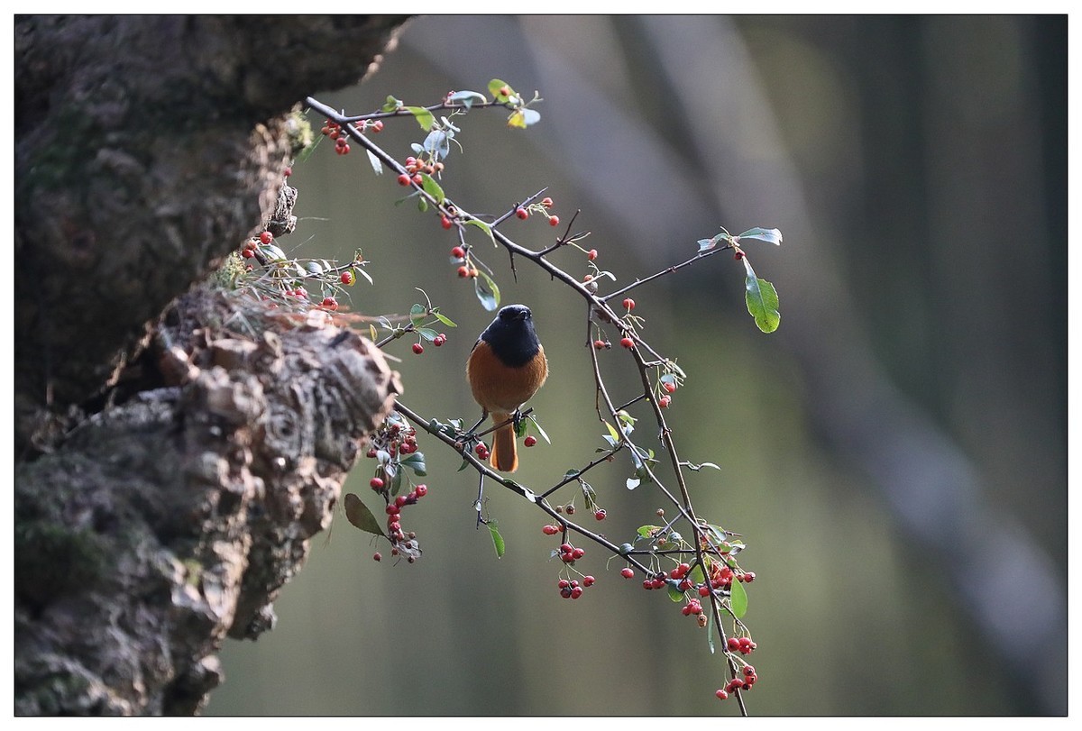爱吃野果的红尾水驹（一）