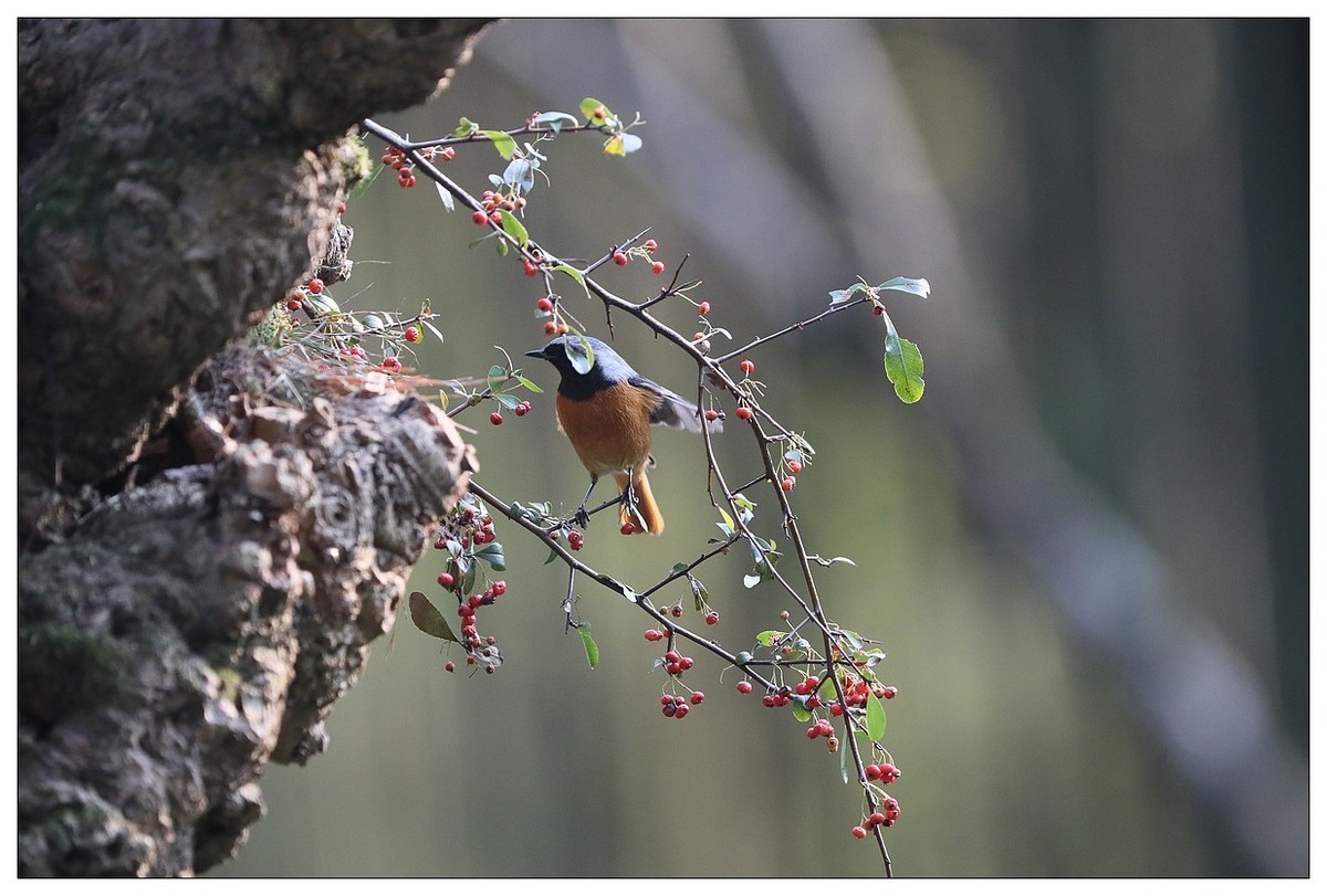 爱吃野果的红尾水驹（一）