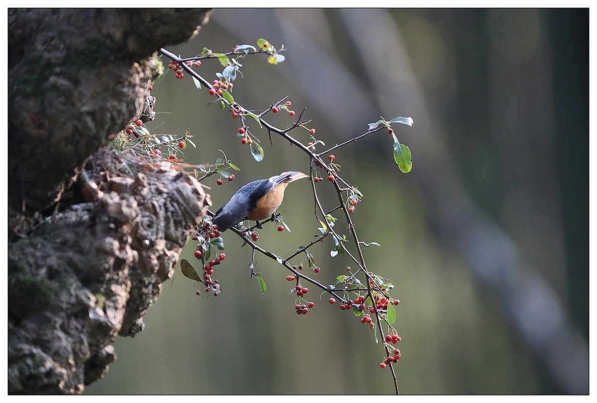 爱吃野果的红尾水驹（一）