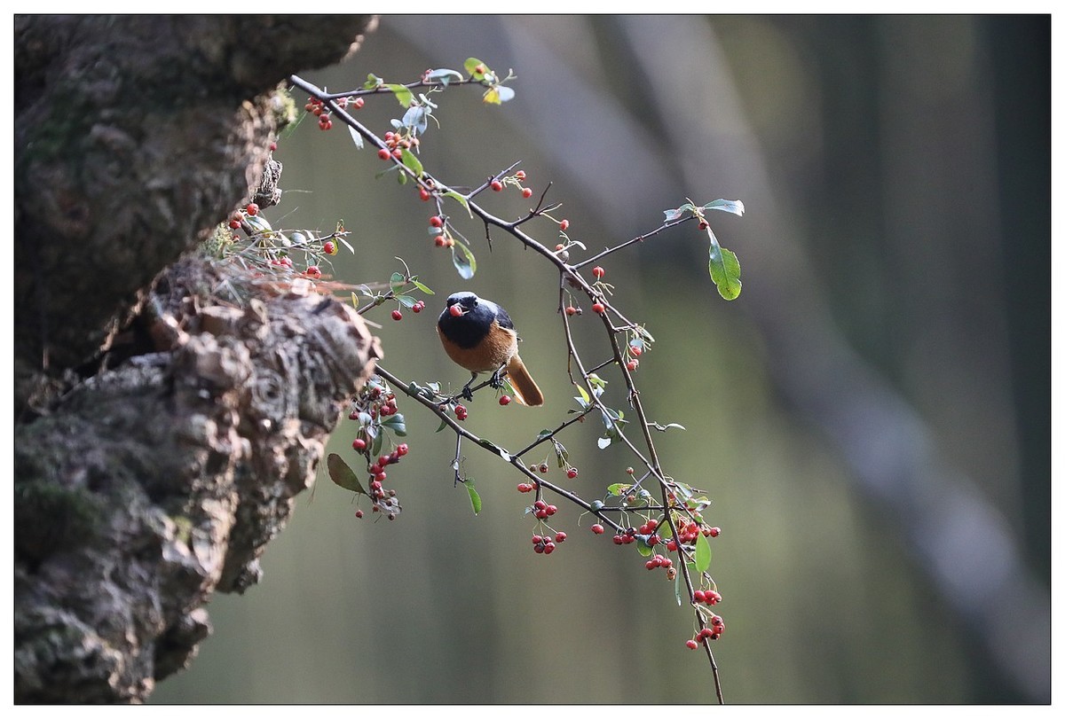 爱吃野果的红尾水驹（一）
