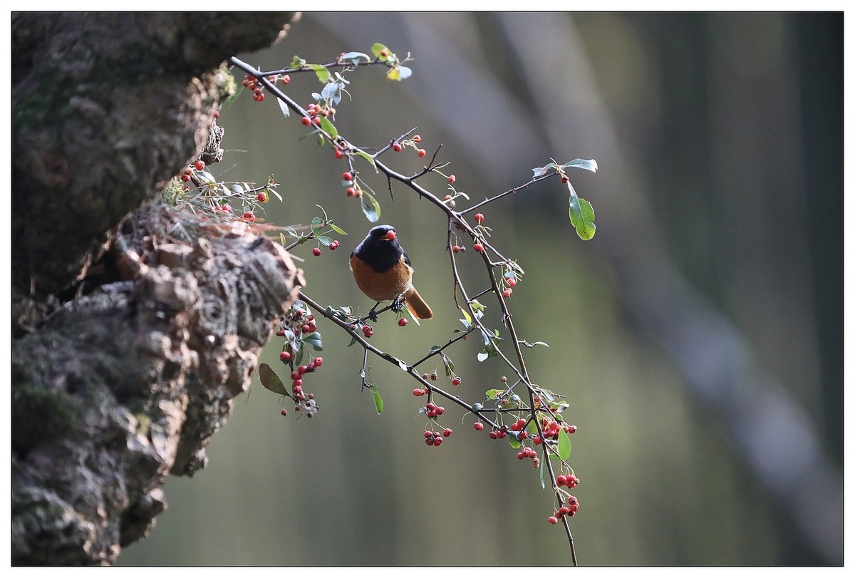 爱吃野果的红尾水驹（一）
