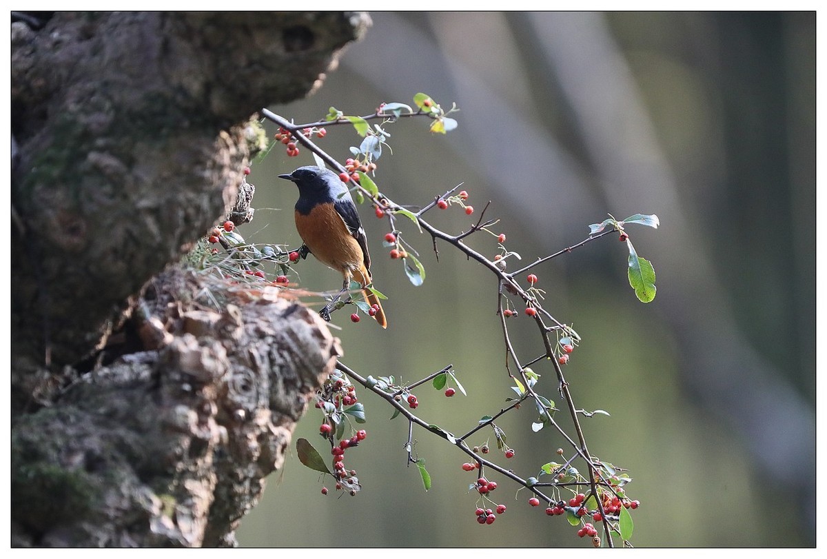 爱吃野果的红尾水驹（一）