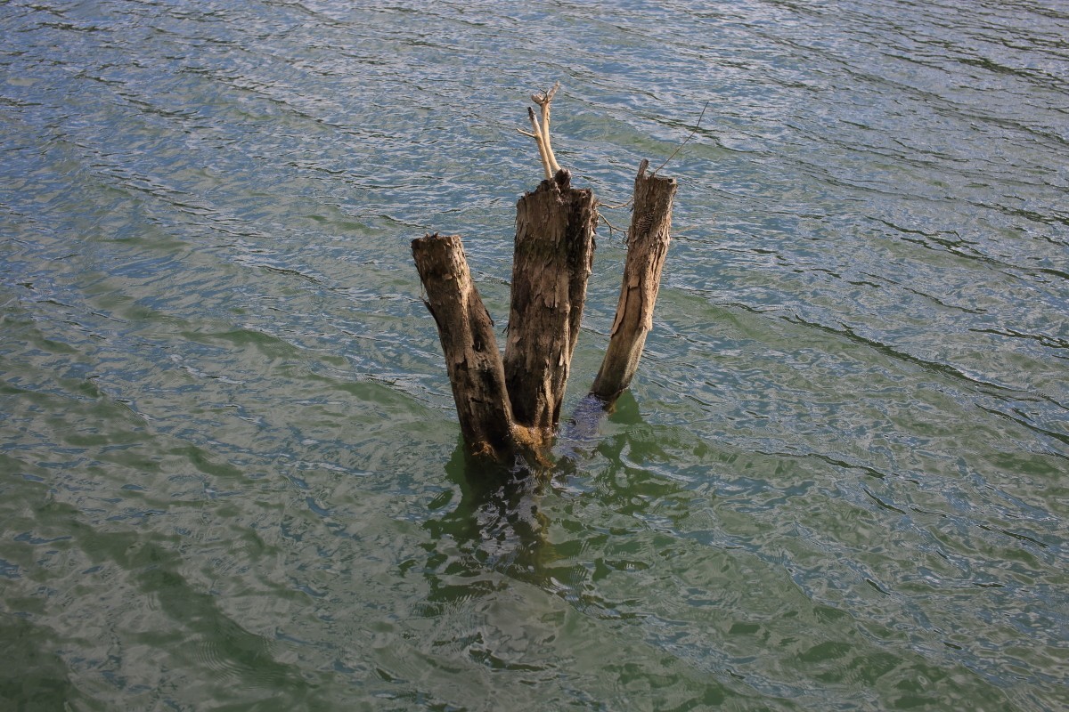 走马观花都匀绿博园（贰）