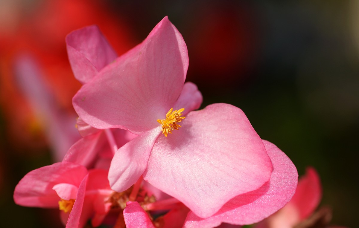 秋海棠(二)-中关村在线摄影论坛