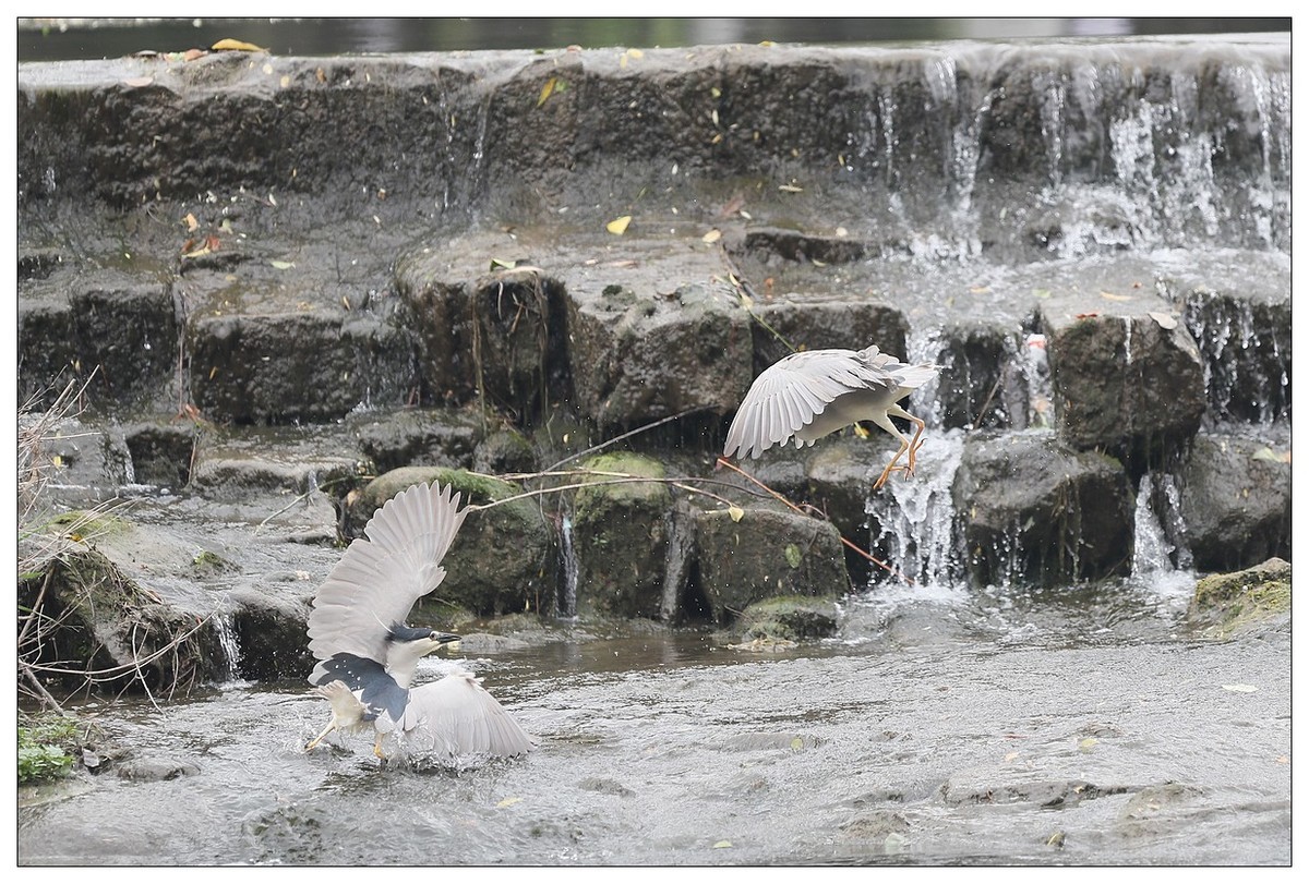 为了争夺食源地，打起架来互不让（八）