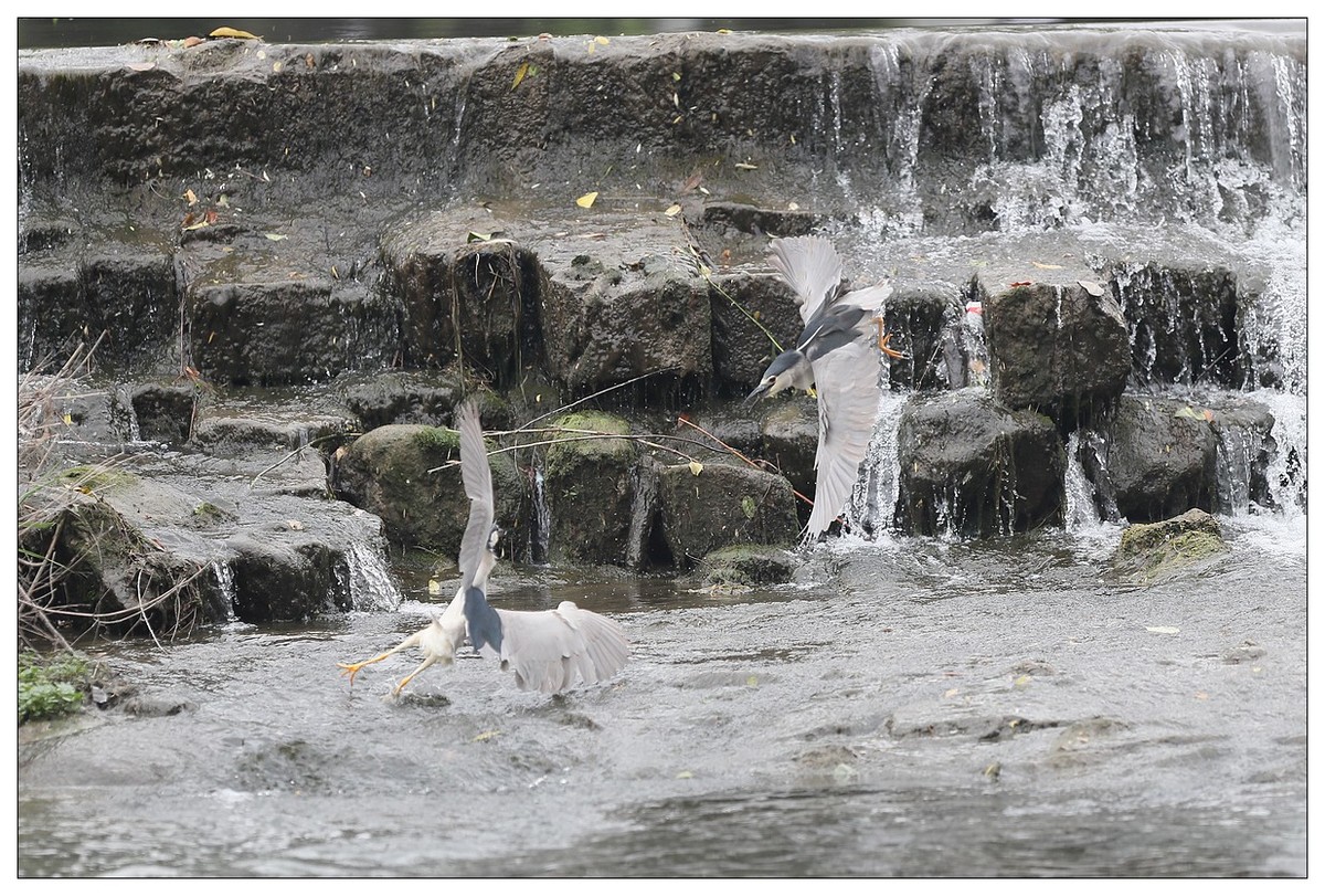 为了争夺食源地，打起架来互不让（八）