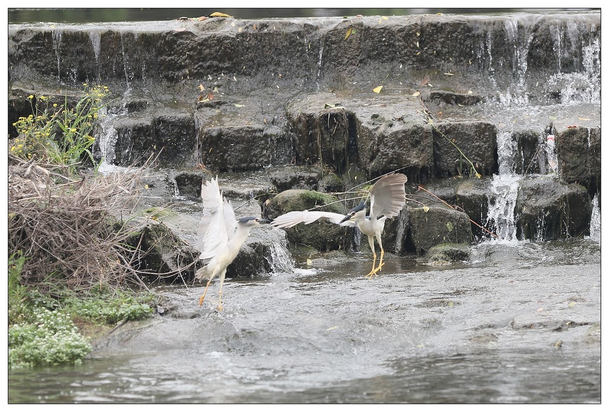 为了争夺食源地，打起架来互不让（八）