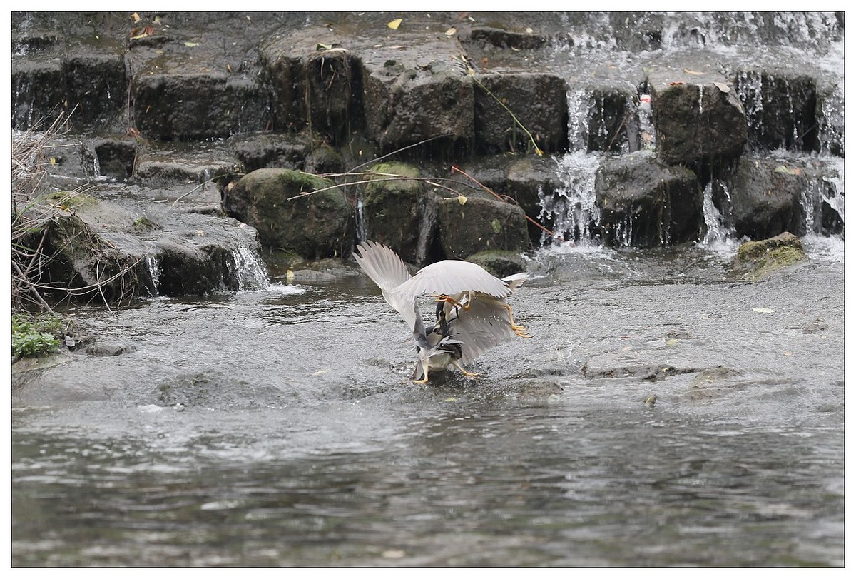 为了争夺食源地，打起架来互不让（八）