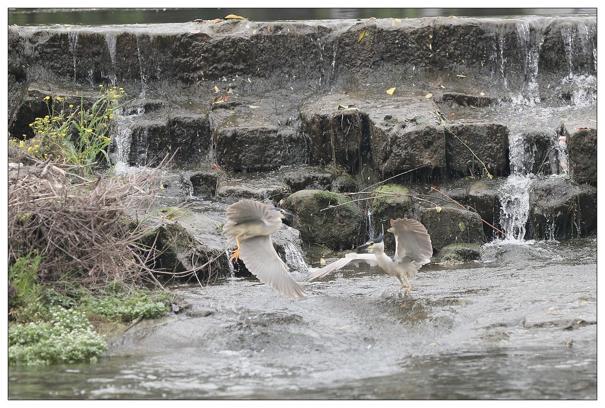 为了争夺食源地，打起架来互不让（八）
